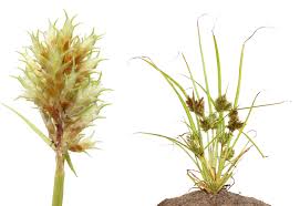 Image result for Cyperus squarrosus