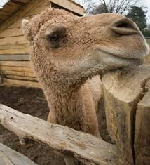 That leaves 17 to be distributed to the sons. Meet The Charming Curious Occasionally Hat Eating Christmas Camel Of Mount Vernon Dcist