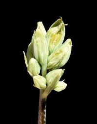 Image result for Senecio oxyriifolius