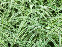 Image result for Carex mannii