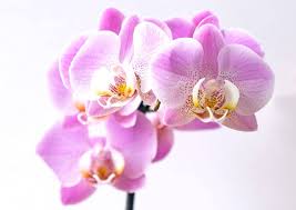 I don't know about you but i would really like to have an orchid with multiple leads. Are Orchids Poisonous To Cats House Fur