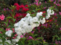 White flowering trees new england. 11 Best Trees And Shrubs With White Flowers
