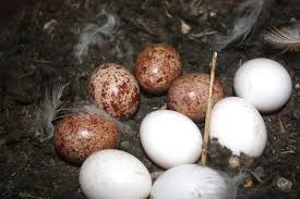 Birds That Lay Eggs On The Ground Uk Owl Eggs Barn Owl Owl Species Owl