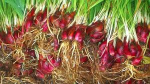Kerusakan yang ditimbulkannya adalah daun menggulung seperti daun bawang. Ini Dia 43 Khasiat Bawang Dayak Kabarnusa Com