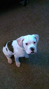George 3 Month Old Male King S American Bulldog Puppies Facebook