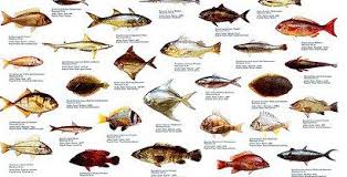 Uae Fish Species Emirates Fishing Sea Fish Aquarium Fish Deep Sea Fishing