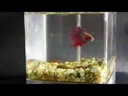Marina Betta Cube Too Small And Cold For A Betta Or Goldfish But Would Be Great For Colorful Shrimp Or Colorful Snails Bet Betta Fish Bowl Betta Fish Betta