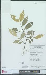 Image result for Craterispermum