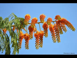 Image result for Colvillea