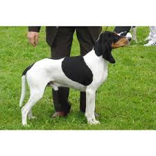 Image result for bernský honič