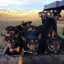 Black Australian Cattle Dog Mix Puppy Black And Tan Australian Kelpies Aussie Dogs Dog Photos Real Dog