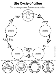 The set includes facts about parachutes, the statue of liberty, and more. Bee Life Cycle Coloring Page Coloringbay