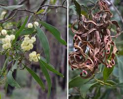 Image result for Acacia melanoxylon