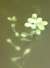 Image result for Callitriche vulcanicola