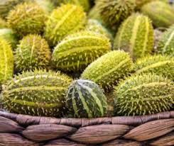 Image result for Cucumis hirsutus