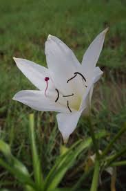 Image result for Crinum macowanii