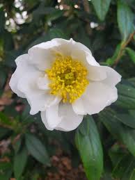 Image result for Alinula paradoxa