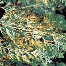 Image result for didymascella thujina