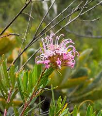 Image result for Moraea stricta