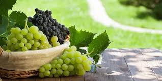 Buah buahan lukisan tanpa warna yahoo image search results image kids rugs art. 10 Manfaat Buah Anggur Untuk Kesehatan Dan Kulit