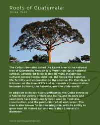 Image result for Ceiba