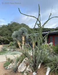 Image result for Caesalpinia rostrata