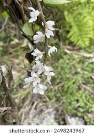 Image result for Microcoelia stolzii