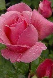 Pin By Sandy Pina On Beautiful Roses Beautiful Rose Flowers Rose Flower Wallpaper Beautiful Roses