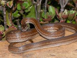 Rita camperado nuda she donned form-fitting dress in white