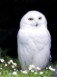 Snowy Owl Animals Animals Beautiful Snowy Owl
