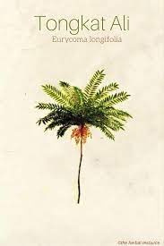In fact, several studies have noted testosterone promoting effects from people taking a tongkat ali supplement. Tongkat Ali Herb Uses Side Effects And Health Benefits