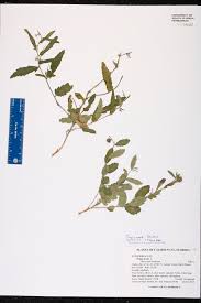 Image result for Tragia glabrata