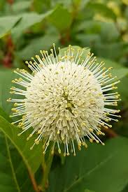 Image result for Cephalanthus