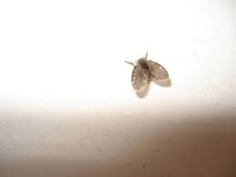 Courage mais vous en viendrez à bout. Psychodidae Insecte Volant 5 Mm