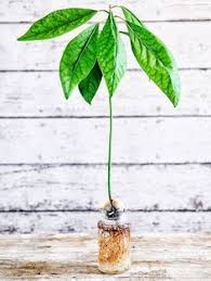 Avocadokern Einpflanzen So Einfach Geht S In 2020 Pflanzen Avocado Kerne Garten Pflanzen