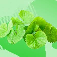 Image result for Centella asiatica