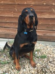 Black And Tan Hound Dog Breeds Black And Tan Coonhound Coonhound Coonhound Puppy Large Dog Breeds
