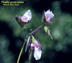 Image result for Thalia geniculata