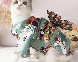dog and a cat wearing kimono and yukataの画像