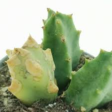 Image result for Orbea melanantha