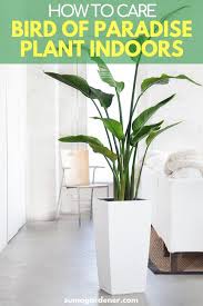 Bird Of Paradise Plant Care Indoors Bird Of Paradise Plant Indoors How To Care And Grow Indoors Guide Paradise Plant Birds Of Paradise Plant Large Indoor Plants