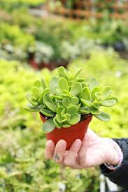 Image result for Senecio sp.no.4