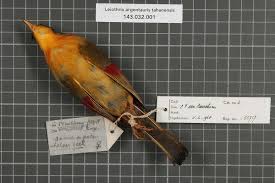 Here you are getting today's value of one hundred and twenty thousand japanese yen to us dollar. File Naturalis Biodiversity Center Rmnh Aves 53717 2 Leiothrix Argentauris Tahanensis Yen 1934 Timaliidae Bird Skin Specimen Jpeg Wikimedia Commons