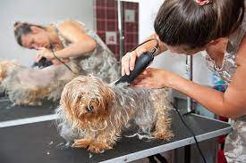 So, the question is how much to tip a dog groomer for a. How Much Should You Tip Your Dog Groomer A Question Of Etiquette