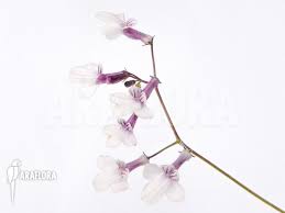 Image result for Streptocarpus sp.nov. aff. S. grandis