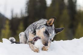 Why buy an australian cattle dog puppy for sale if you can adopt and save a life? Facts On The Blue Heeler Dog