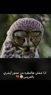 pin by mesho a on ابتسموا ي جميلين funny quites funny owls funny jokes