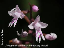 Image result for Tridactyle gentilii