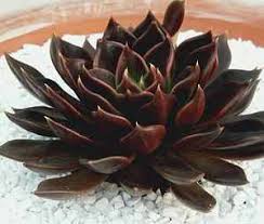 This cross was done to create a undulate, offsetting echeveria. Echeveria Black Prince At San Marcos Growers