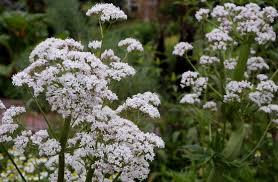 Image result for Valeriana